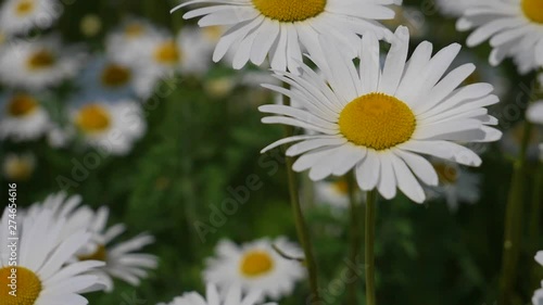 Wildflowers chamomile in a field, in nature.