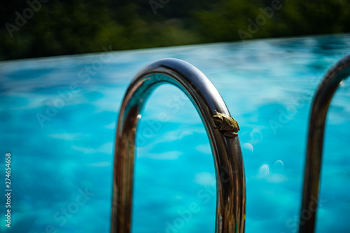 Frog in the outdoor pool