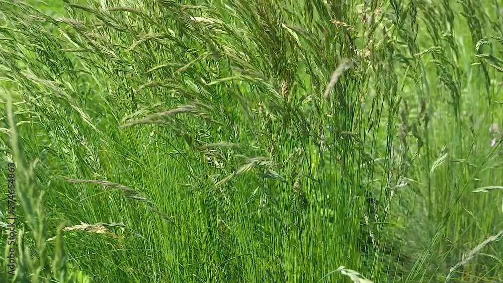 Green grass in nature with raindrops Green grass in nature with raindrops