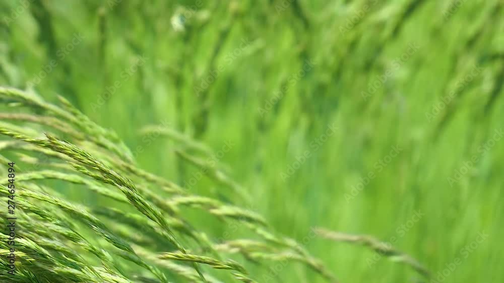 Green grass in nature with raindrops Green grass in nature with raindrops