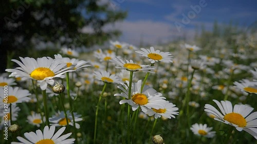 Wildflowers chamomile in a field, in nature.