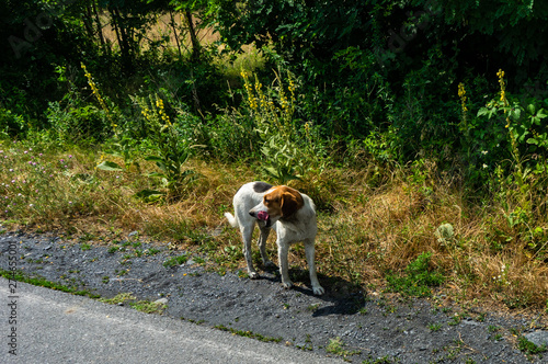 Nice homeless dog