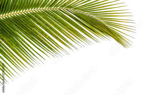 leaf of palm tree on white background 