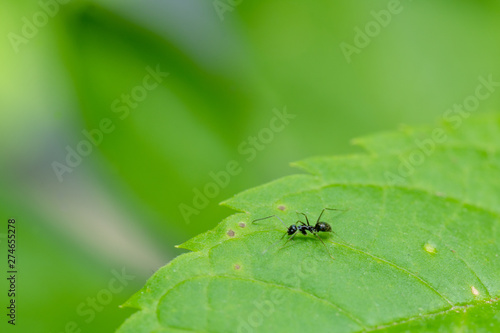 close up black ant on green leaf