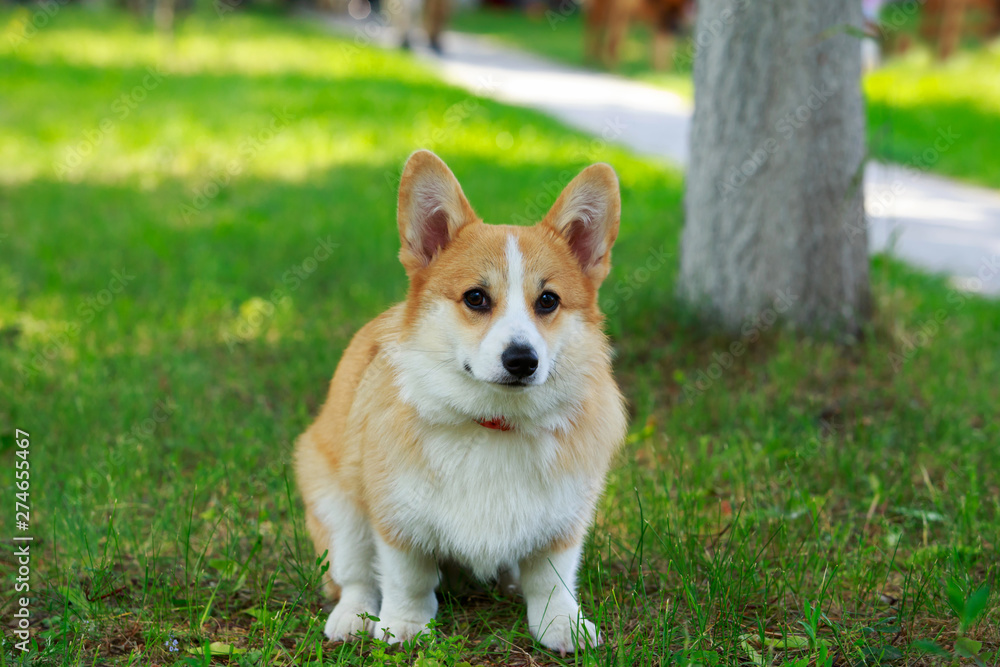 Welsh Corgi Pembroke Welsh Corgi Pembroke