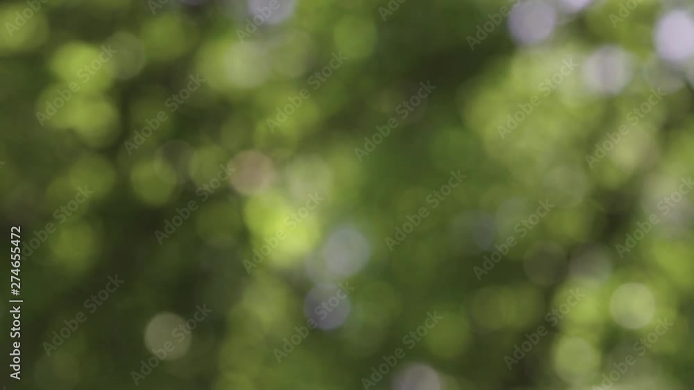 Sunlight shining through the leaves of trees, natural blurred background, Nature abstract background, nature green bokeh Sunlight shining through the leaves of trees, natural blurred background, Nature abstract background, nature green bokeh