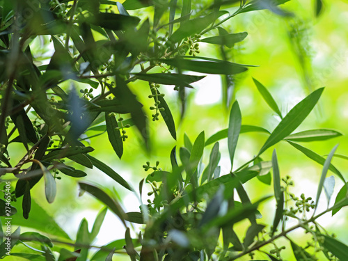 Olive tree blossoms with green bokeh  natural mediterran background