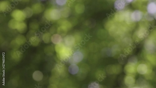 Sunlight shining through the leaves of trees, natural blurred background, Nature abstract background, nature green bokeh