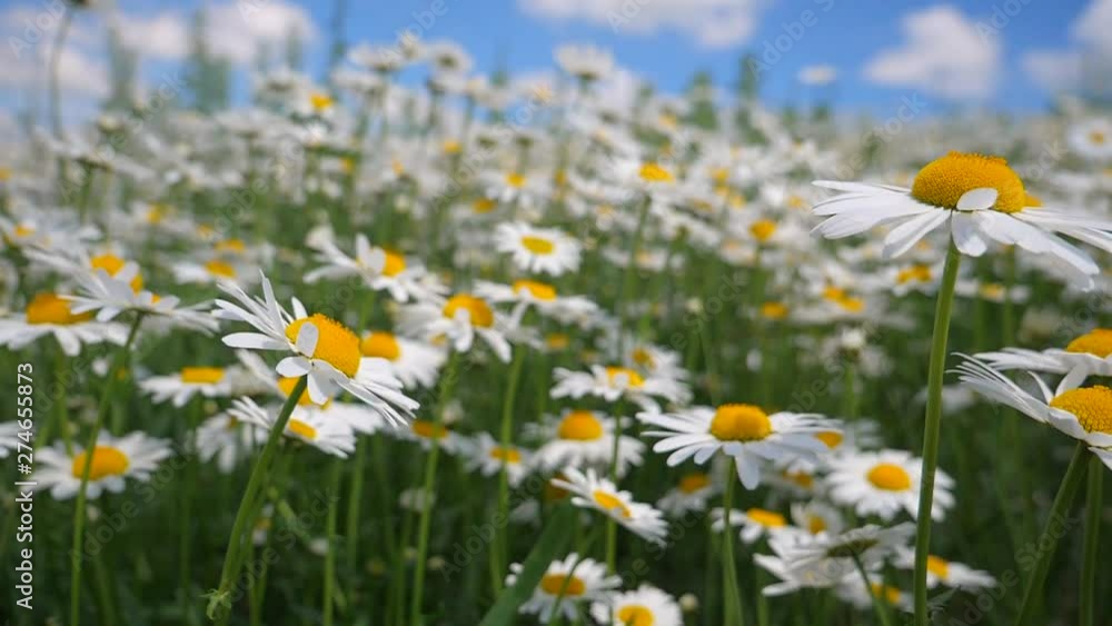 Daisy flower in a field on nature on a sunny day