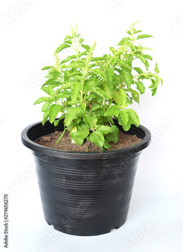 Holy basil (Ocimum tenuiflorum L.) In a black pot and with a white background