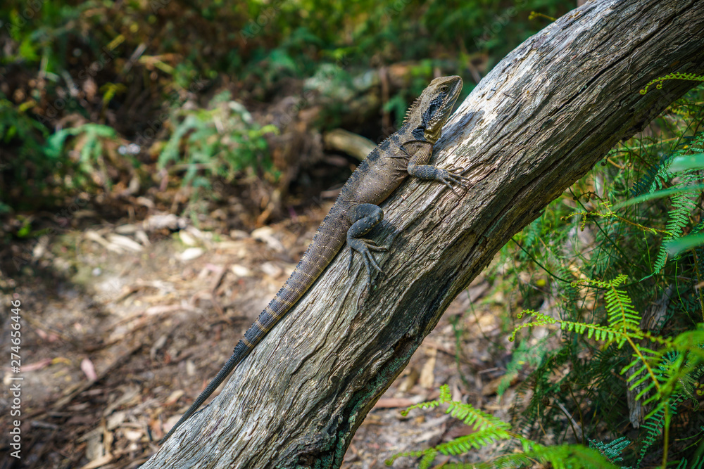 Eastern Water Dragon in the blue mountains, australia Eastern Water Dragon in the blue mountains, australia