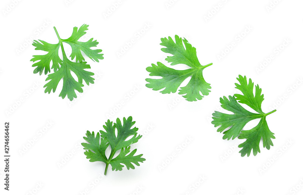 Green coriander leaves close-up, isolation on a white background. top view Green coriander leaves close-up, isolation on a white background. top view