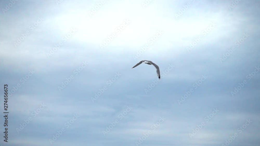 Flight of a seagull in the sky over the sea. Slow motion. Flight of a seagull in the sky over the sea. Slow motion.