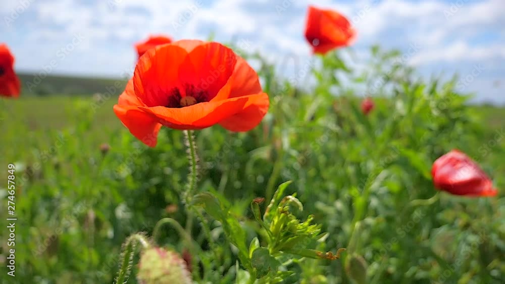 Summer poppy flowers on green field Summer poppy flowers on green field