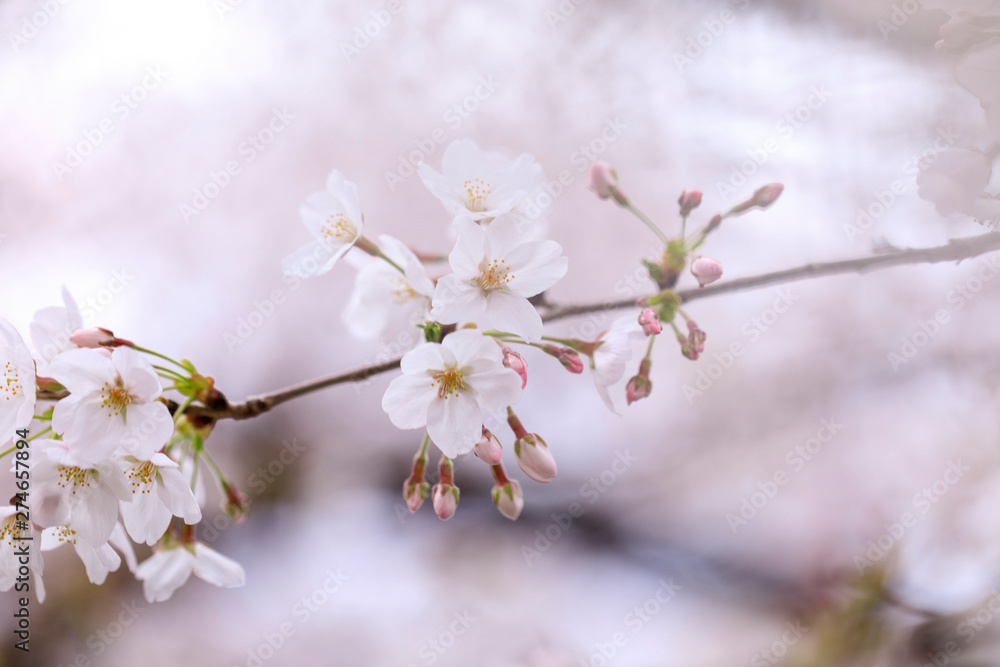 桜 39