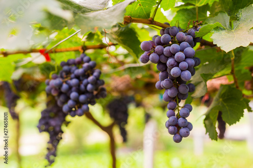 Wallpaper Mural Bunch of grapes in the vineyard Torontodigital.ca