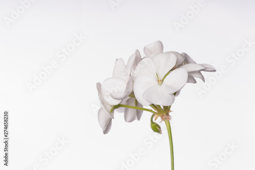 White Geraniums - Isolated Flowers