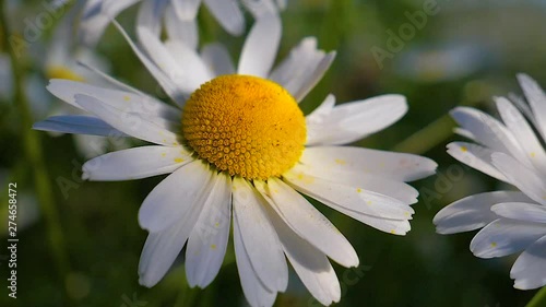 Wildflowers chamomile in a field, in nature.