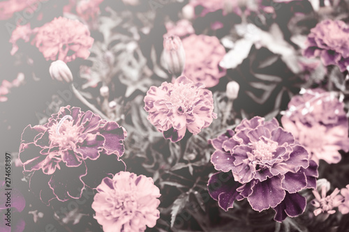 A trendy color filtered background featuring marigold flowers