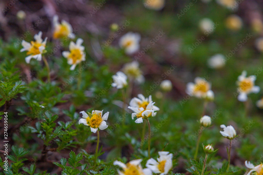 Towada Hachimantai National Park in early summer Towada Hachimantai National Park in early summer