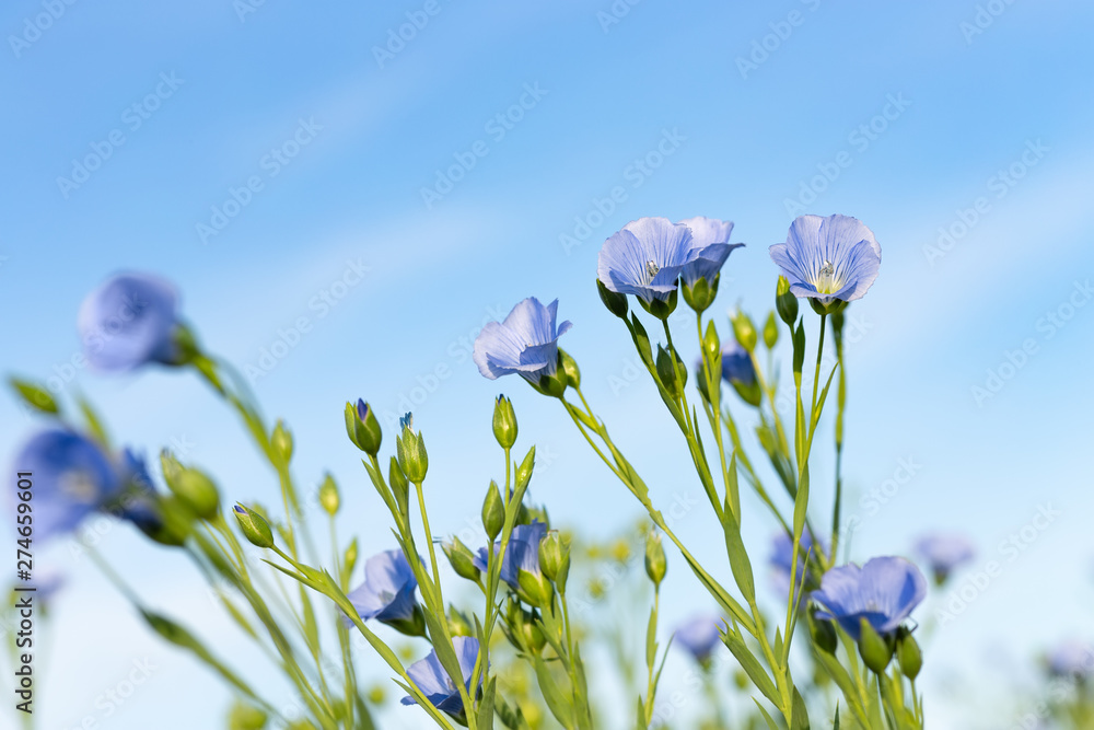 flax field with blue flowers - obrazy, fototapety, plakaty 