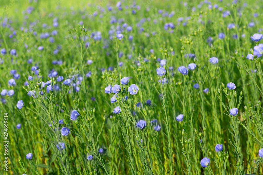 flax field with blue flowers flax field with blue flowers