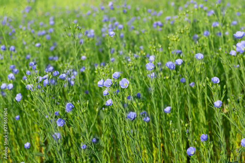 flax field with blue flowers