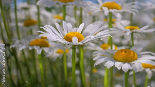 Chamomile flowers in nature
