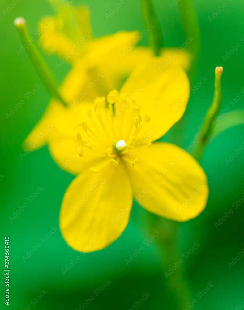 Yellow flowers in nature