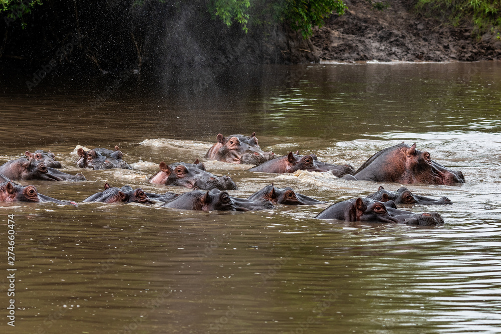 Hippo with open muzzle in the water. African Hippopotamus, Hippopotamus amphibius capensis, with evening sun, animal in the nature water habitat, Botswana, Africa Hippo with open muzzle in the water. African Hippopotamus, Hippopotamus amphibius capensis, with evening sun, animal in the nature water habitat, Botswana, Africa