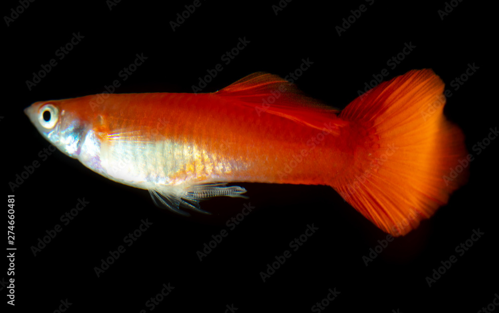 Little red fish on black background Little red fish on black background