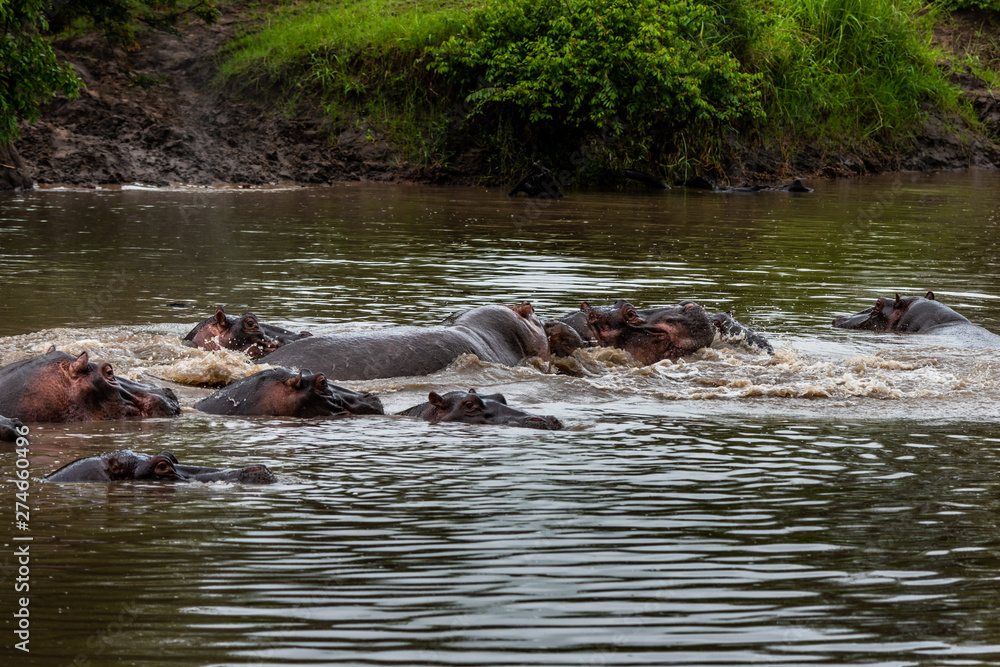 Hippo with open muzzle in the water. African Hippopotamus, Hippopotamus amphibius capensis, with evening sun, animal in the nature water habitat, Botswana, Africa Hippo with open muzzle in the water. African Hippopotamus, Hippopotamus amphibius capensis, with evening sun, animal in the nature water habitat, Botswana, Africa