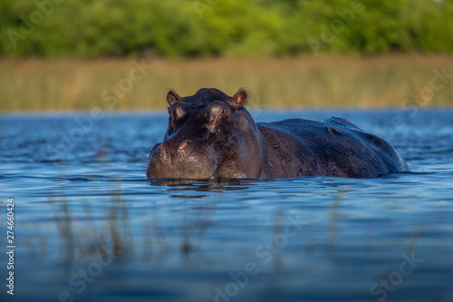 Hippo with open muzzle in the water. African Hippopotamus  Hippopotamus amphibius capensis  with evening sun  animal in the nature water habitat  Botswana  Africa