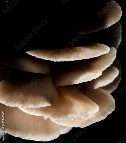 Oyster mushrooms grow on the farm
