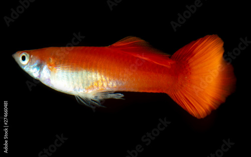 Little red fish on black background
