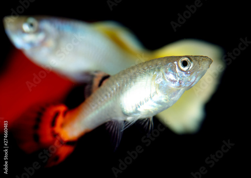 Little fish on a black background