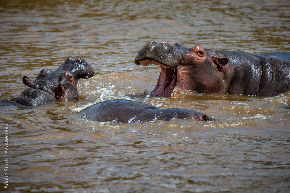 Hippo with open muzzle in the water. African Hippopotamus, Hippopotamus amphibius capensis, with evening sun, animal in the nature water habitat, Botswana, Africa Hippo with open muzzle in the water. African Hippopotamus, Hippopotamus amphibius capensis, with evening sun, animal in the nature water habitat, Botswana, Africa