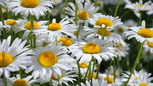 Wildflowers chamomile in a field, in nature.