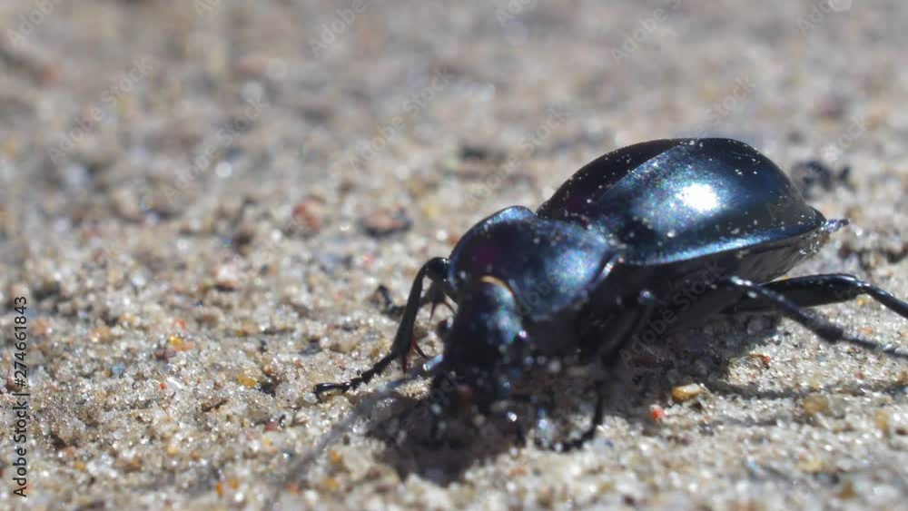 Large Black Beetle Bug Walking on Sand Macro Large Black Beetle Bug Walking on Sand Macro