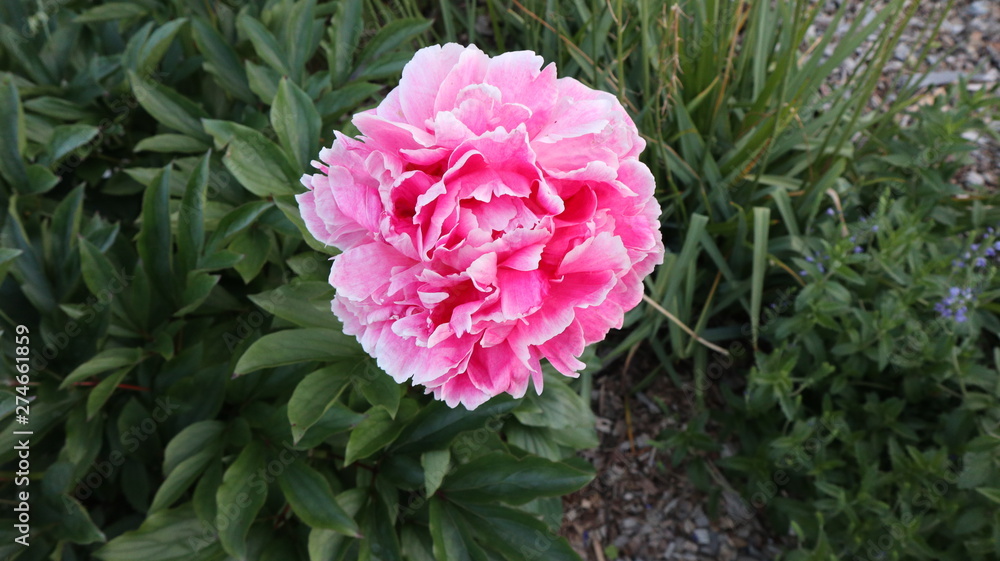 pink rose in the garden pink rose in the garden