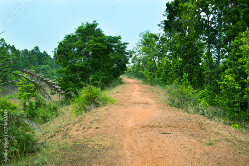 soil roads have gone inside the jungle under blue sky