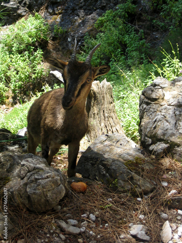 Tableau sur toile Zoo kri kri in samaria george in kreta island background wallpaper fine art