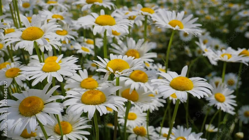 Daisy flower in a field on nature on a sunny day Daisy flower in a field on nature on a sunny day