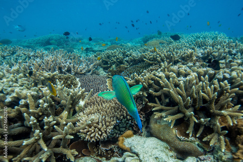 Tropical Island Reef Diving
