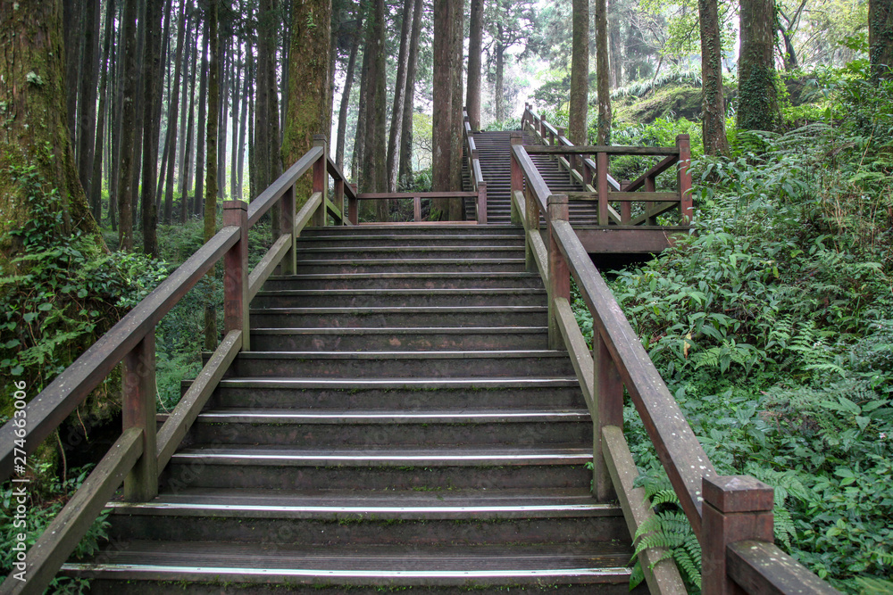 The walkway from wood in alishan national park at taiwan The walkway from wood in alishan national park at taiwan