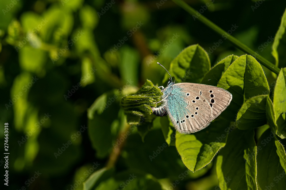 Obraz premium Nature