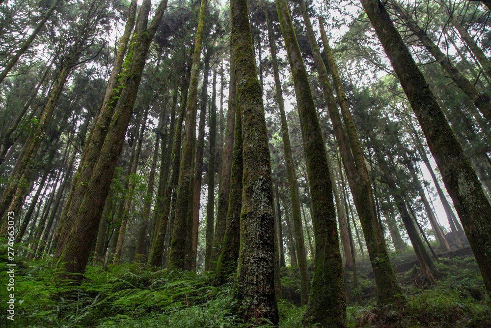 Old Big tree at Alishan national park area in Taiwan.