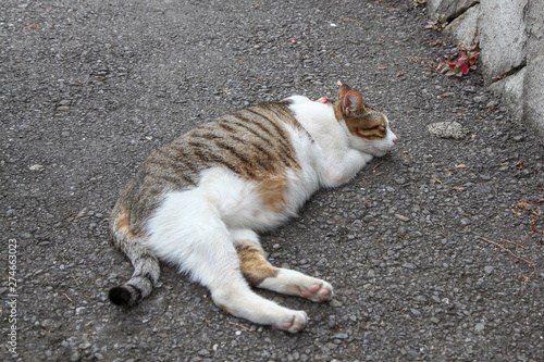 The fat cat sleep on cement floor © pumppump