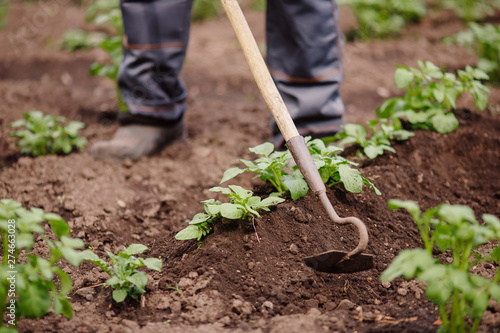 Senior elderly man reclaims soil with hoe on potato field. Concept eco farm vegetable garden photo