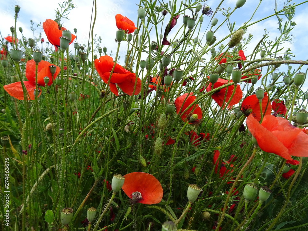 Obraz premium Mohnblume